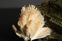 Scolecite